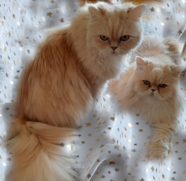 Tom-Tom und Migo